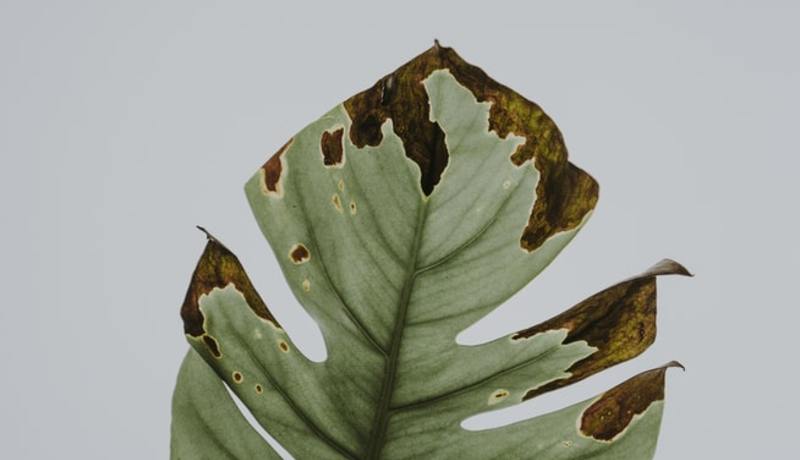 Deteriorating leaf with green and brown patches