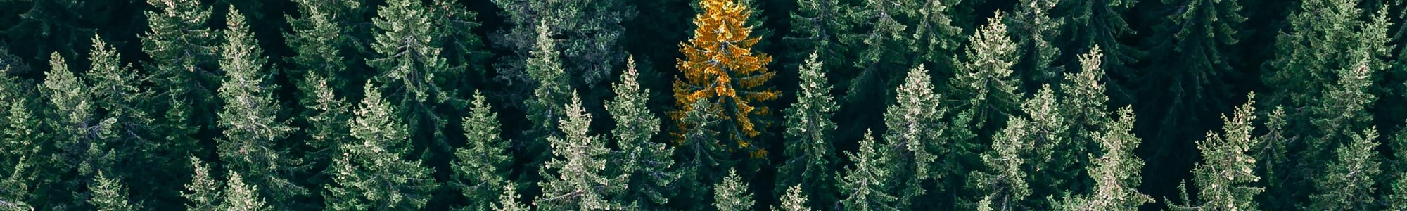 Golden tree stands out in middle of the forest