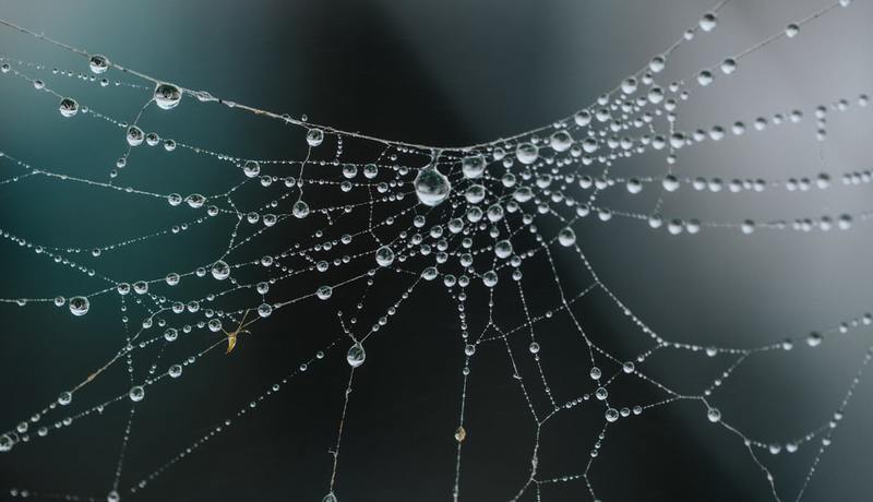 Spider web covered in rain drops with blurry background